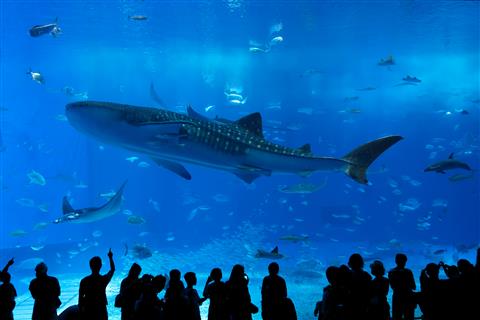 沖縄美ら海水族館（入館料2,180円/各自負担）